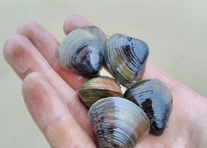 Giấc mơ thấy con hến có ý nghĩa như thế nào? 1 Mơ thấy con hến