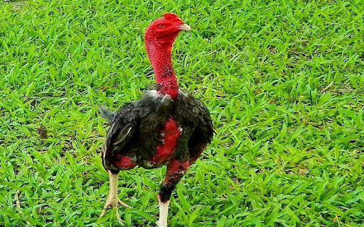 hướng dẫn chơi đá gà